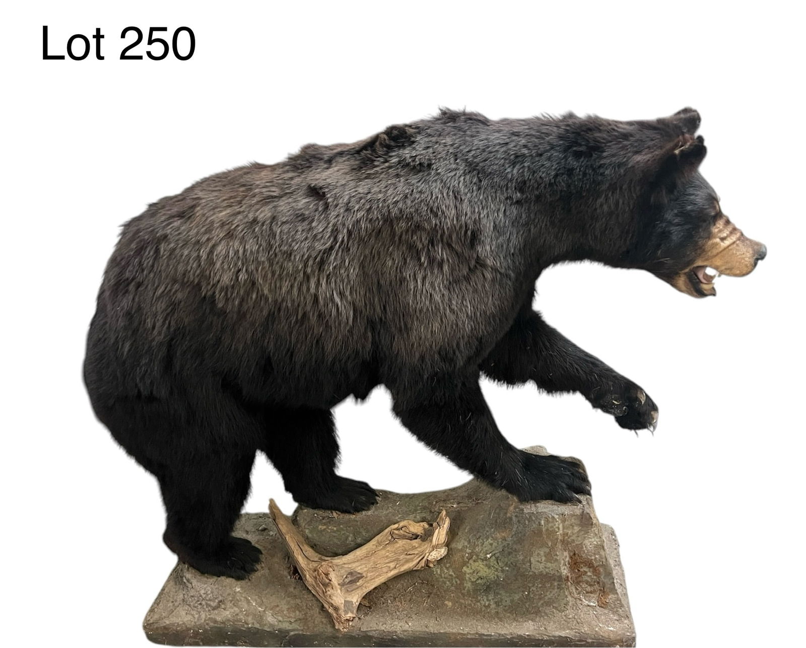 Black Bear Full Body Taxidermy Mount (1 of 8)
