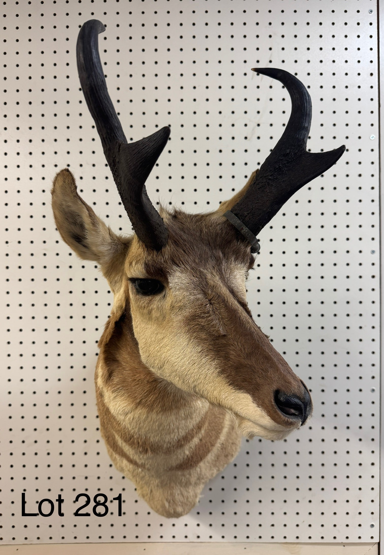 Pronghorn Antelope Taxidermy Mount (1 of 6)