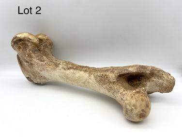 Large Mammal Femur Bone