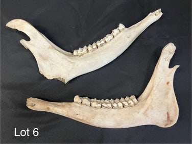 Two Herbivorous Mammal Jawbones
