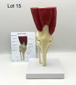 Anatomical Muscled Knee Joint Model, New
