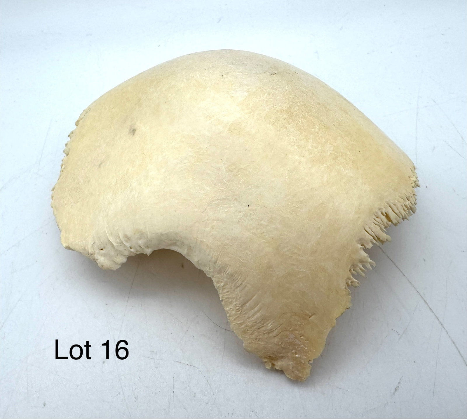 Real Human Skull Parietal Bone: An authentic parietal bone from a human skull, making up part of the cranium. Measures 5" x 4 1/4" x 2 1/4"