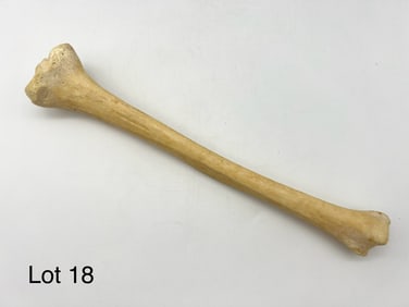 Authentic Human Tibia Bone