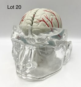 Life Size Anatomical Brain Model In Clear Acrylic Head