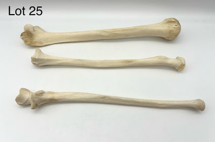 Three Authentic Human Arm Bones