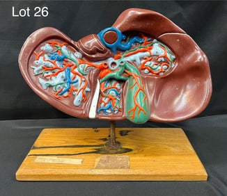 Vintage Denoyer Geppert Anatomical Liver & Gallbladder Model