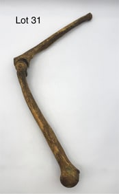 Antique Authentic Human Arm Bones, Humerus and Ulna