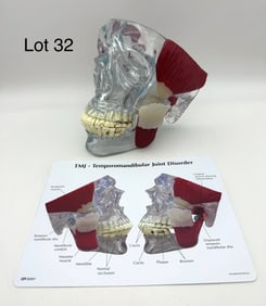 GPI Anatomical TMJ Temporomandibular Jaw Dental Model