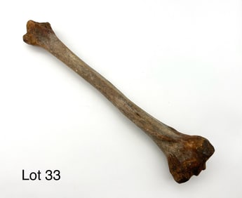 Antique Authentic Human Tibia Bone