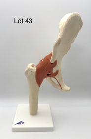 3B Scientific Functional Hip Joint Anatomy Model