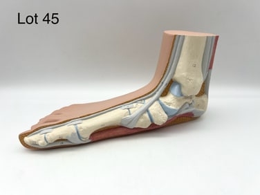 3B Scientific Flat Foot Model