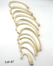 Set of Twelve Authentic Human Rib Bones