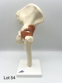 3B Scientific Deluxe Functional Hip Joint