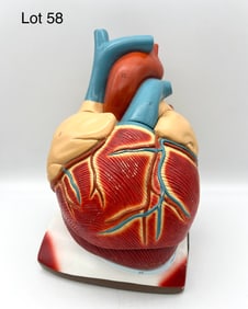 Giant Anatomical Heart Pericardium and Diaphragm Model