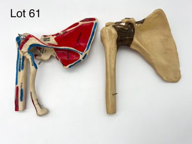 Vintage Medical Plastics Laboratory Shoulder Models