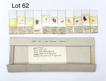 Early 20th Century Microscope Slides of Large Gut and Urinary System