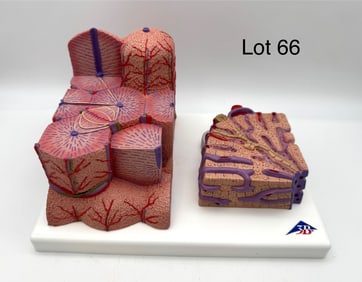 3B Scientific MICROanatomy Liver Model