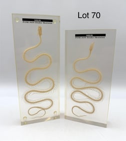 Pair of Carolina POM 3635 Snake Skeletons in Acrylic