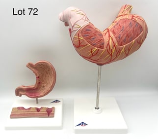 Duo of 3B Scientific Stomach Models