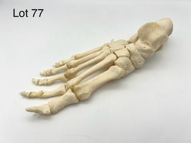 Authentic Articulated Human Right Foot Skeleton