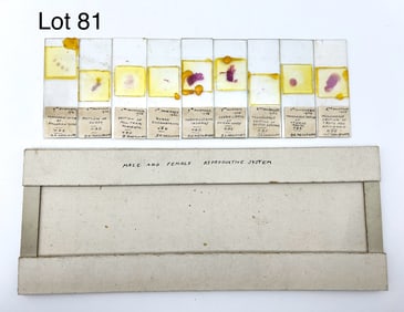 Early 20th Century Male and Female Reproductive System Microscope Slides