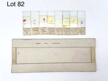 Early 20th Century Bone and Cartilage Microscope Slides