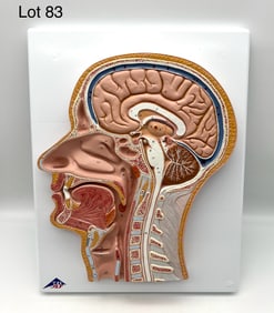 Median Section of the Head and Brain Anatomical Model
