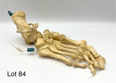 Authentic Human Foot Skeleton / Bones - Left Articulated