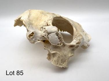 Authentic Human Skull Occipital Bone