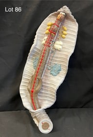Anatomical Earthworm Dissection Model