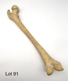 Authentic Human Femur Bone