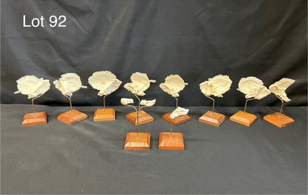 Collection of Dissected Bones From Human Skull