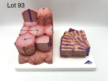 3B Scientific K24 MICROanatomy Liver Anatomical Model, New