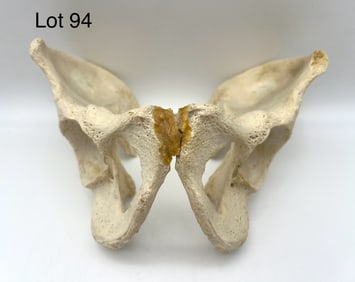 Authentic Human Pelvic Bone