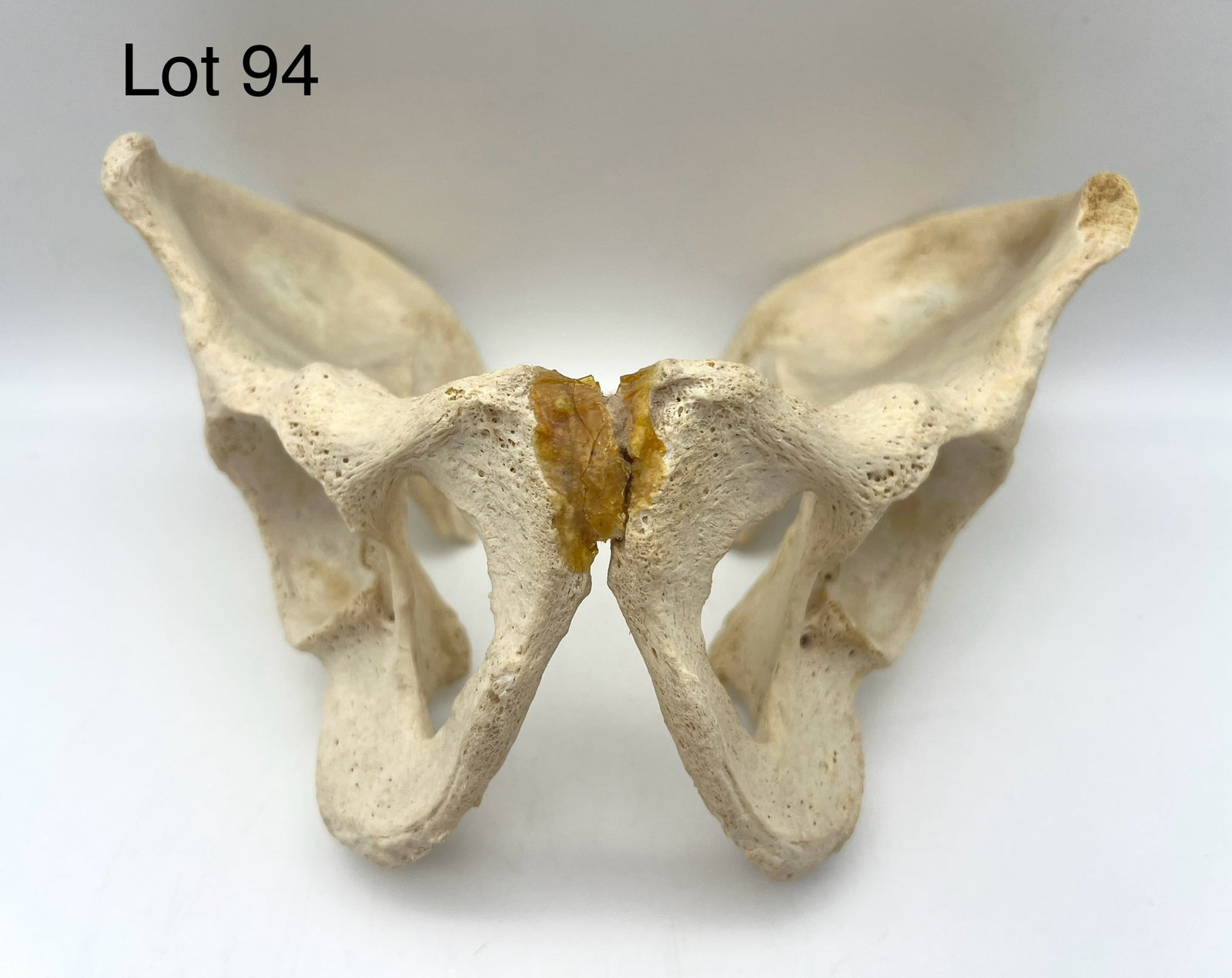 Authentic Human Pelvic Bone: An authentic human pelvic bone. 9 1/2" x 7" x 4 1/4".