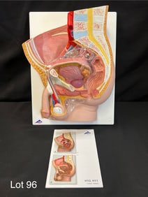 3B Scientific H11 Male Pelvis Model in Median Section, New