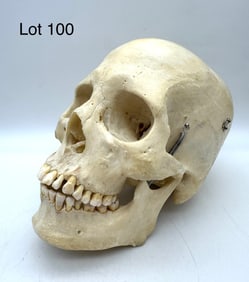Authentic Human Skull in Excellent Condition