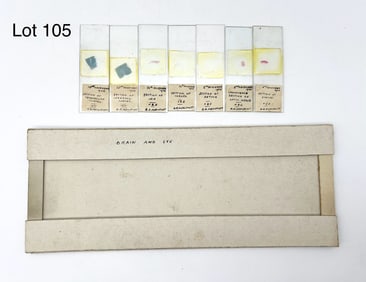 Early 20th Century Brain and Eye Microscope Slides