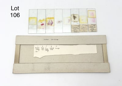 Early 20th Century Microscope Slides of Human Hand Sections