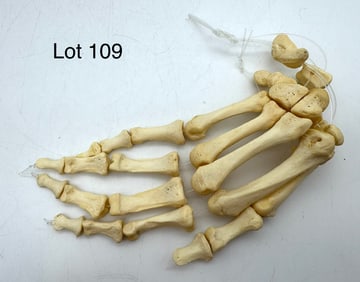 Authentic Human Hand Skeleton - Right Hand