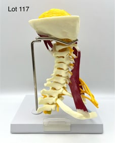 Deluxe Muscled Cervical Anatomy Model, GPI Anatomicals