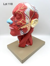 Eisco Labs Human Half Head and Neck W/ Musculature, New