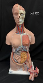 3B Scientific B32 Deluxe Dual Sex Human Torso Anatomy Model