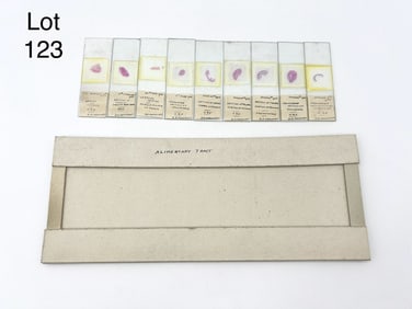 Set of Early 20th Century Digestive Tract Microscope Slides