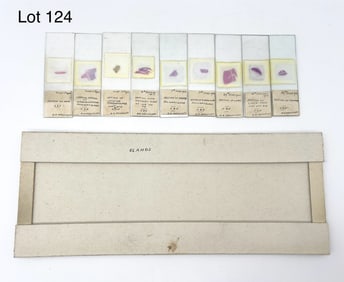 Group of Early 20th Century Microscope Slides Glands