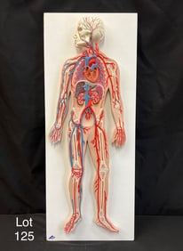 Human Circulatory System Model