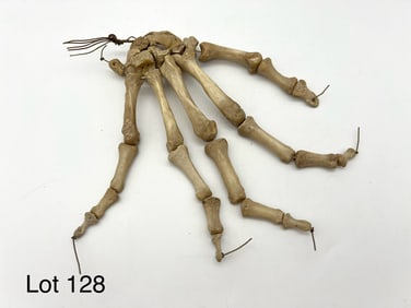 Antique Authentic Human Hand Skeleton / Bones - Right Hand