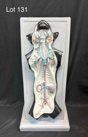 Vintage Cat Dissection Biology Model