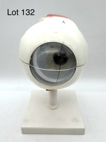 3B Scientific F10 Human Eye Model