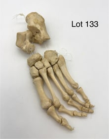 Authentic Articulated Human Left Foot Skeleton